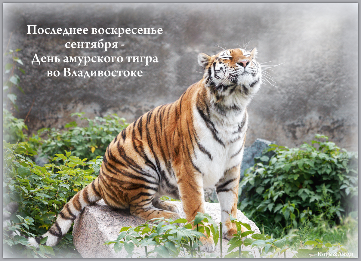 Коллаж автора. Фото: Олег Богданов