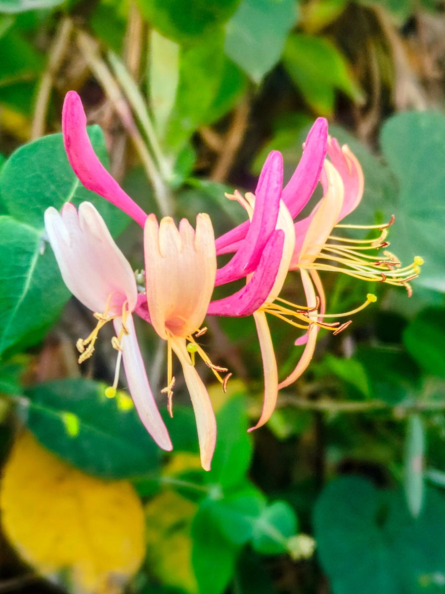 На входе растёт ароматная красота 