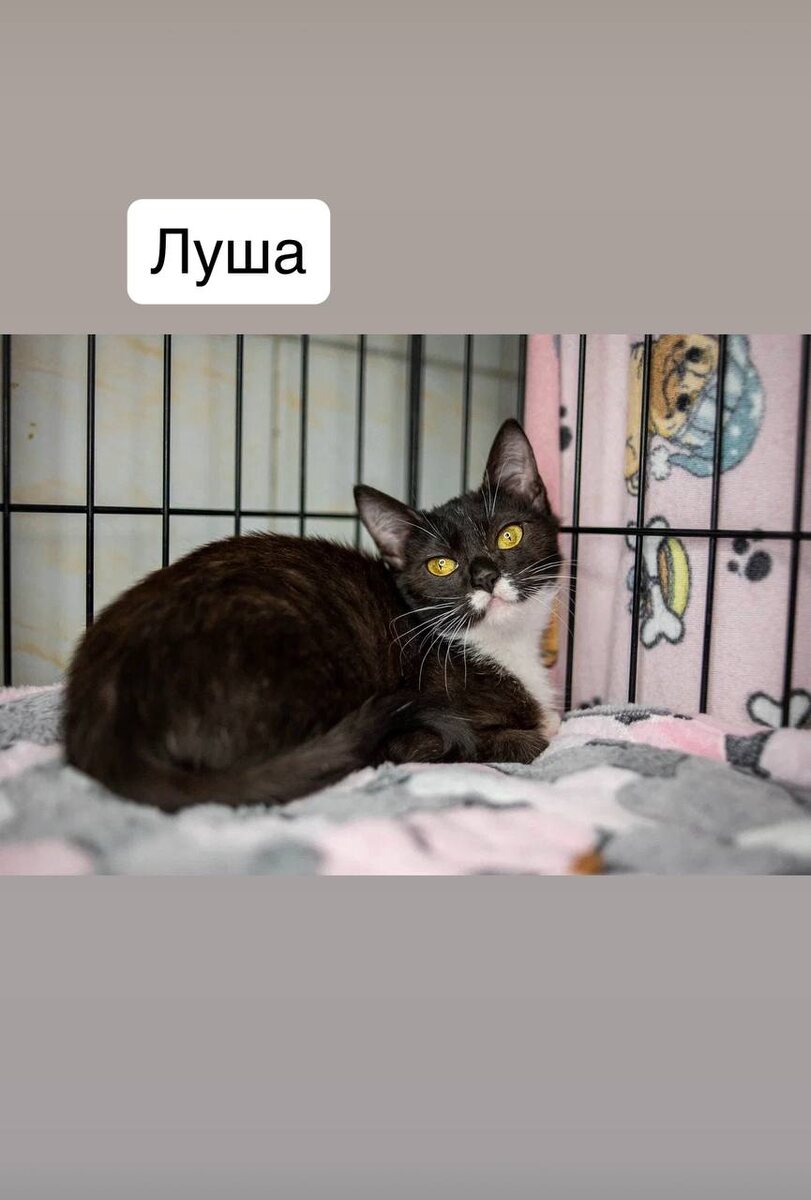 Луша. Ну сразу ж видно: девочка! 