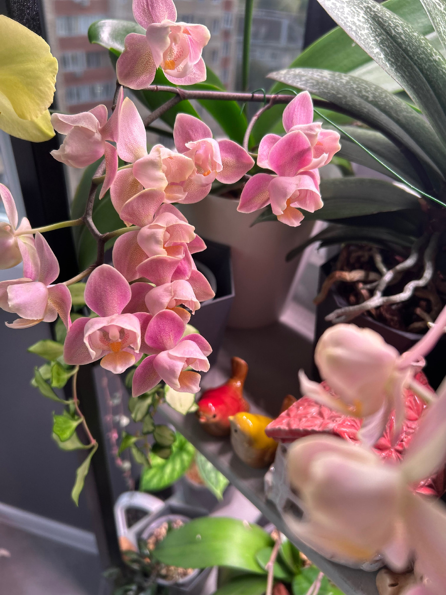 Фаленопсис из серии парфюмерных фабрик Оранж Ориентал в мутации пелор.