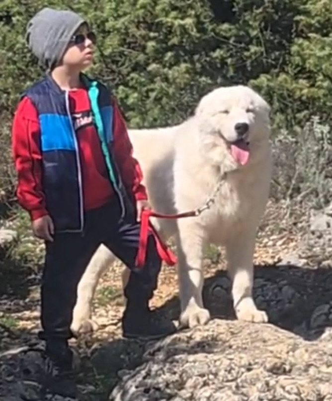 Образцовый заводчик мареммо-абруцкой овчарки в Италии, прекрасный человек, профессиональный животновод предоставил нам возможность получить шикарного производителя из Lucus Angitiae ( на фото внук с питомцем )