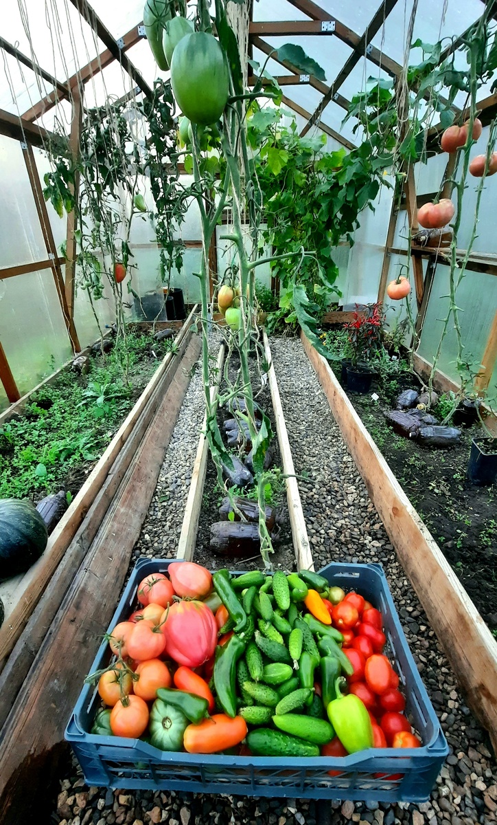 Фото автора. 28.09.25г. "Эх, полным-полна моя коробочка!"