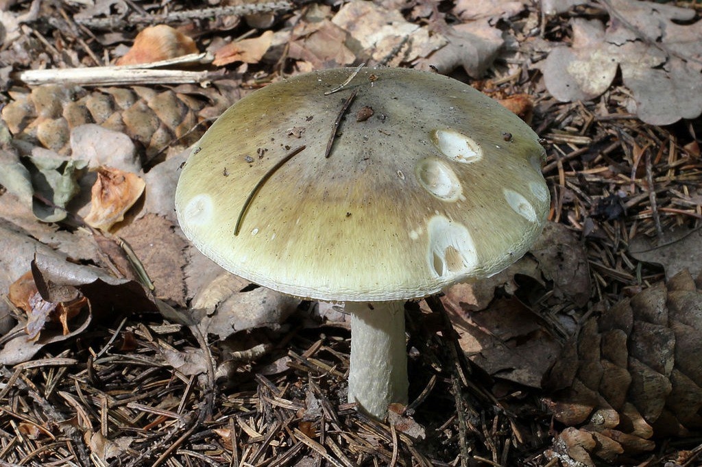    Фото © Wikipedia / George Chernilevsky