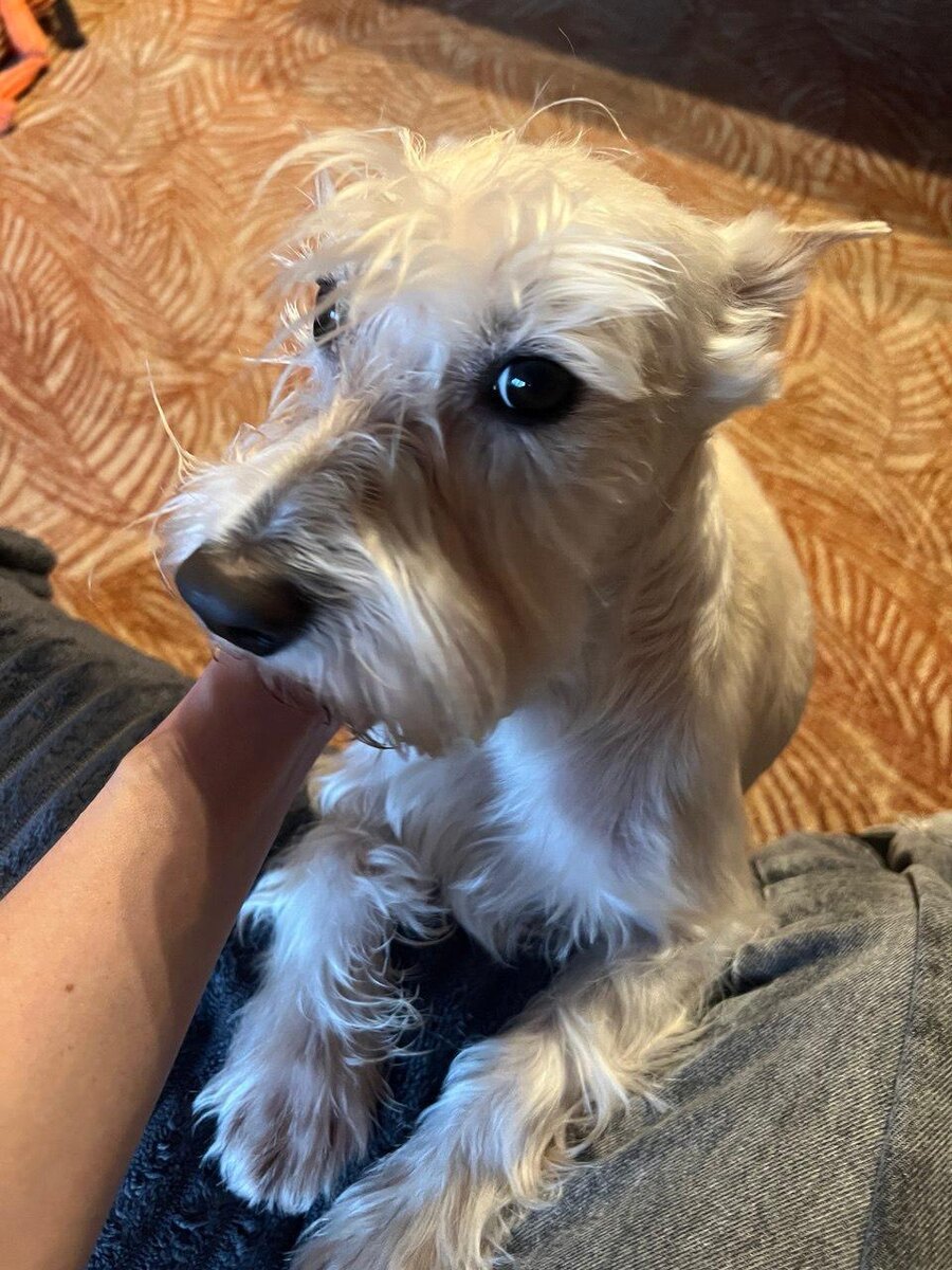 "Я - домашний любимый пёсик, да?"