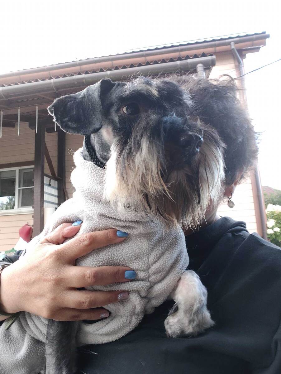 Помыли-настригли