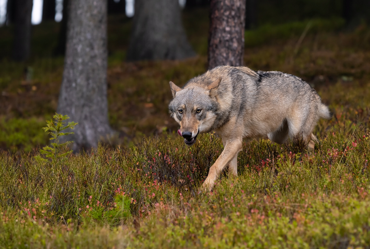 Вырастили волчицу