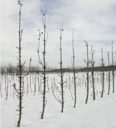 Особенности зимовки колоновидных яблонь