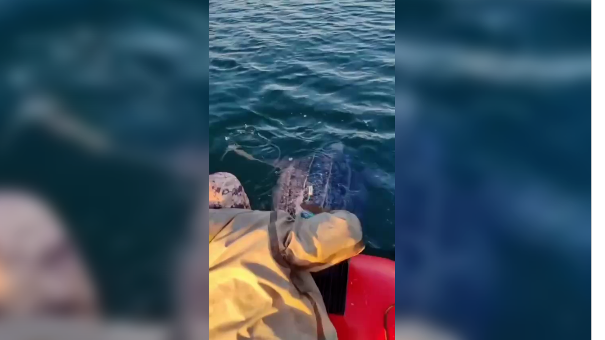     / Источник: Кадр из видео