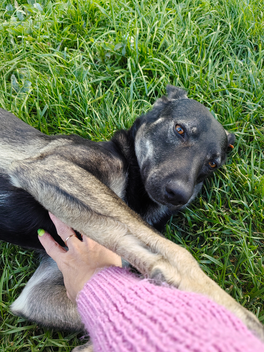 Глажу пёсика