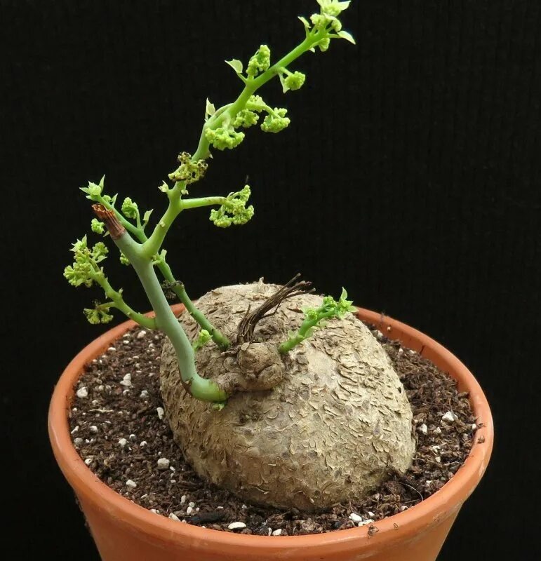 Фото из сети интернет 