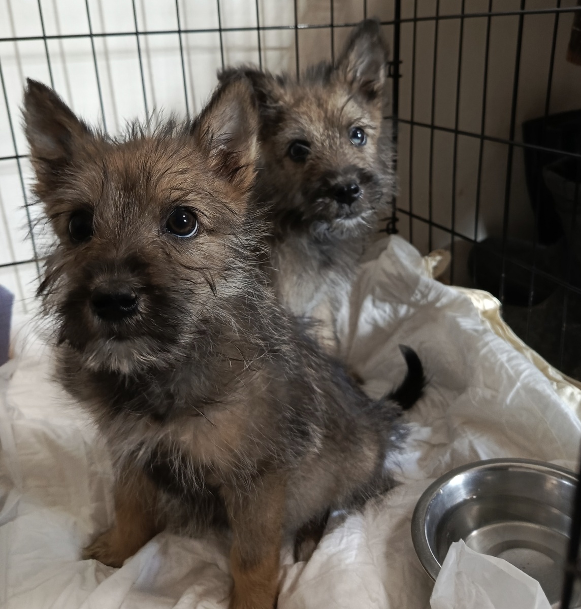 Маленькие домовёнки.