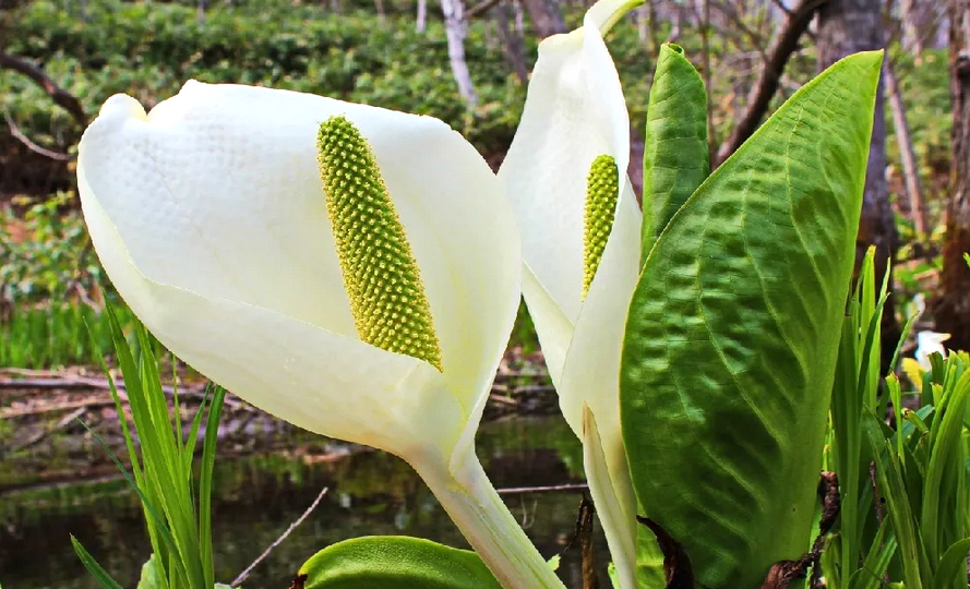 Белокрыльник и его невероятные свойства