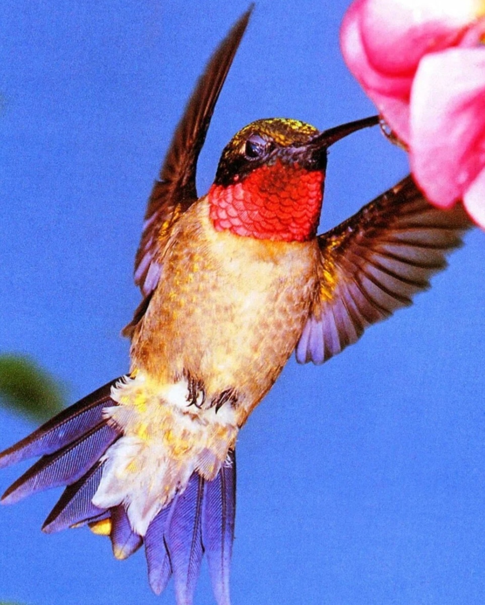 Рубиновогорлый колибри