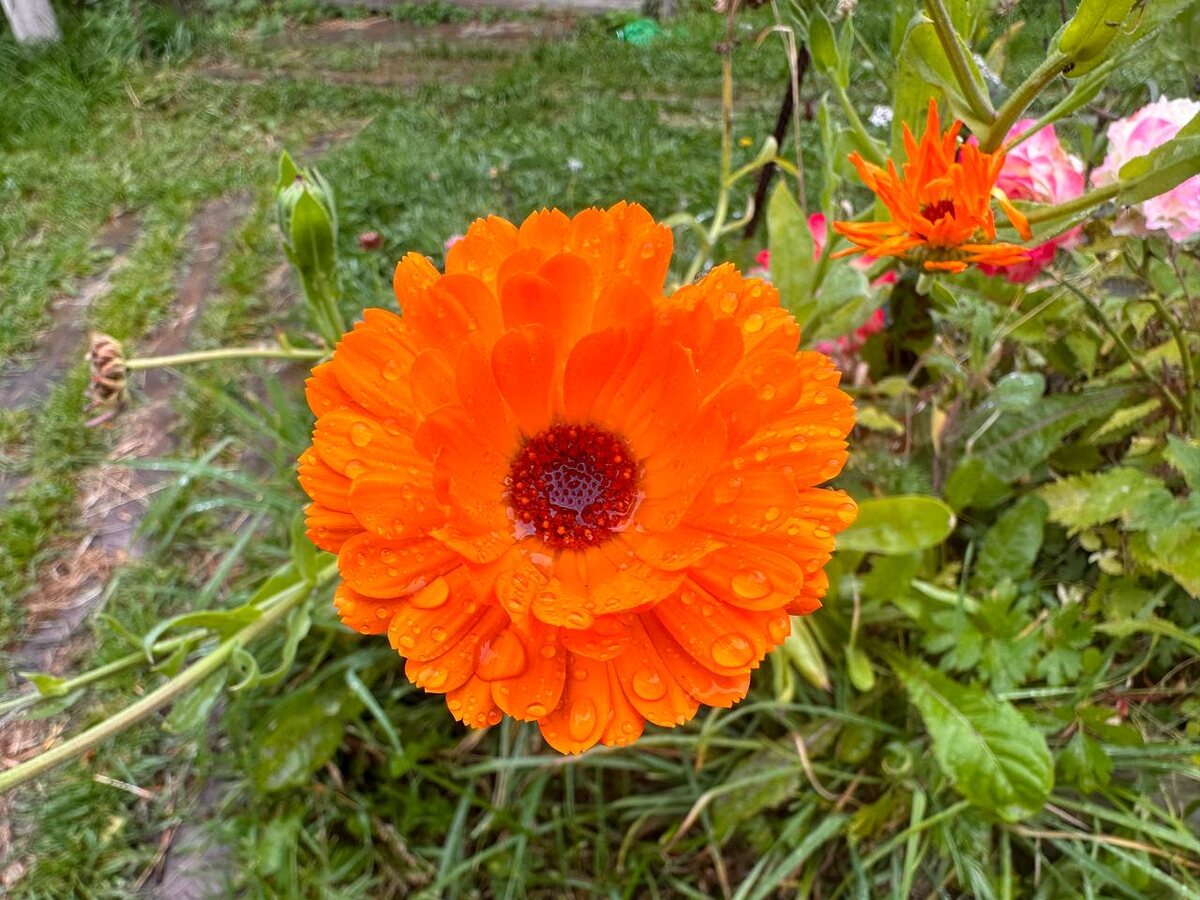 Цветок календулы