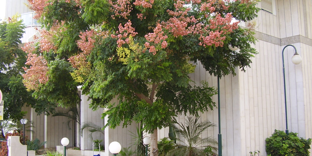 Что такое мыльное дерево?