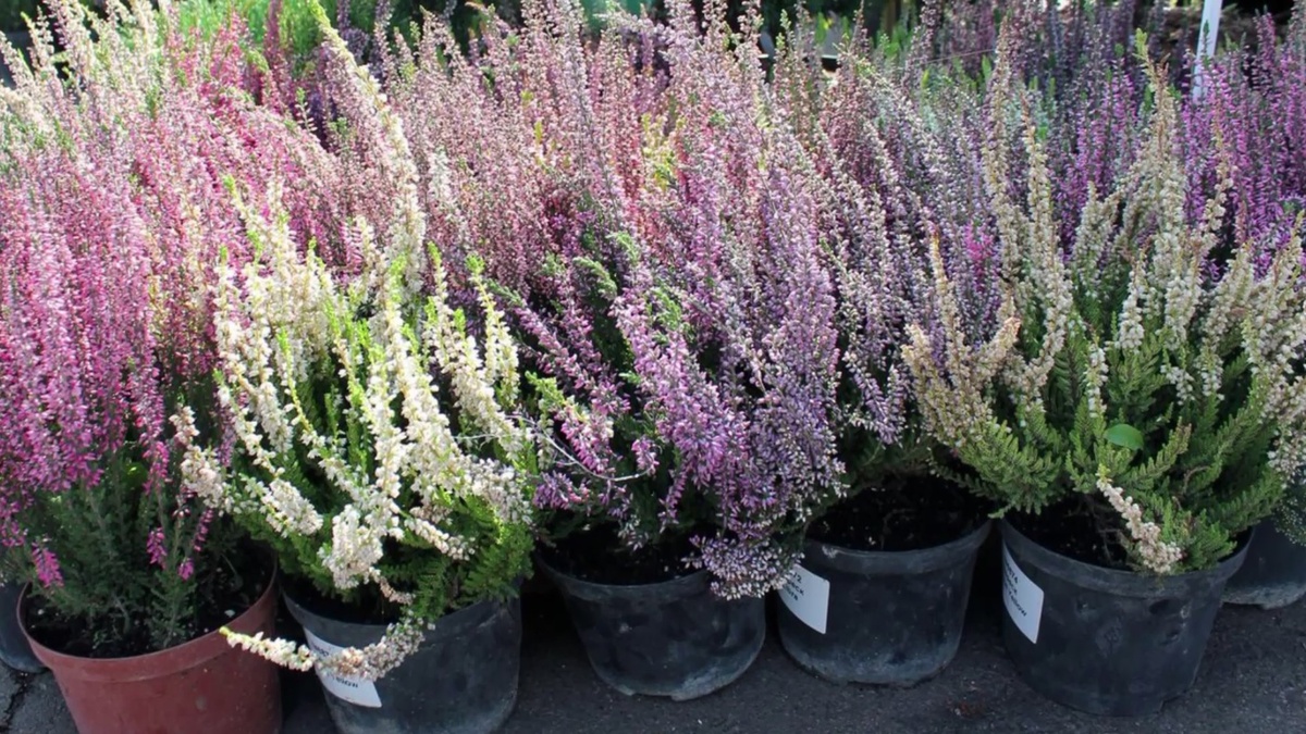 Сейчас в супермаркетах огромный выбор вереска.