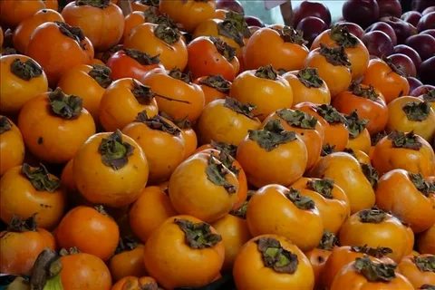 Хурма в вашем саду: как вырастить солнечную ягоду без лишних хлопот!