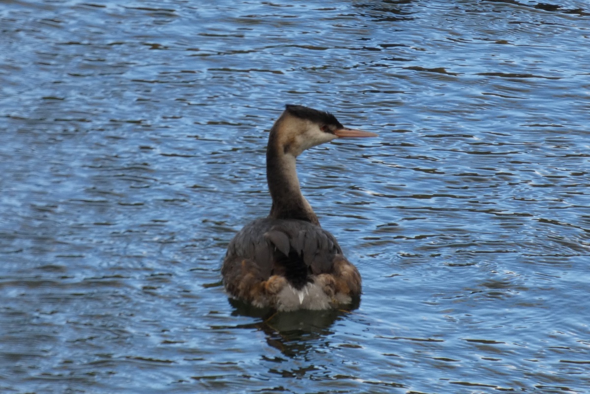 Чомга (большая поганка) в Кусково