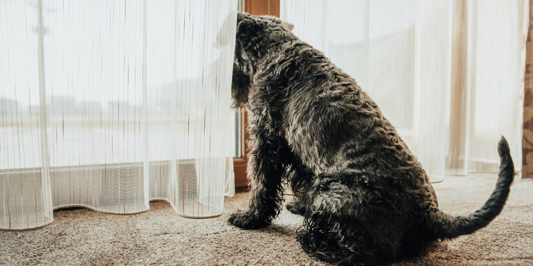 Ситуация «Один дома»