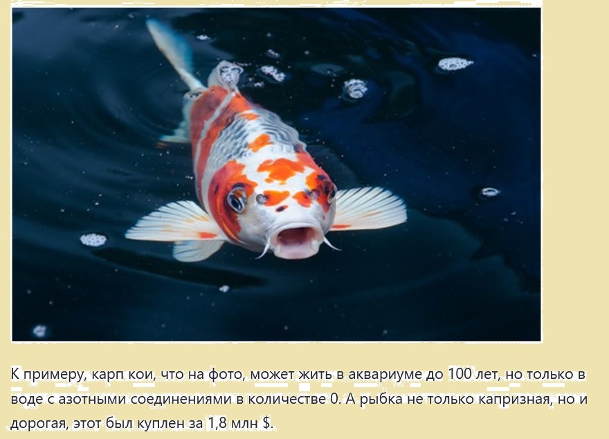 Рыбке нужен ноль азотных соединений