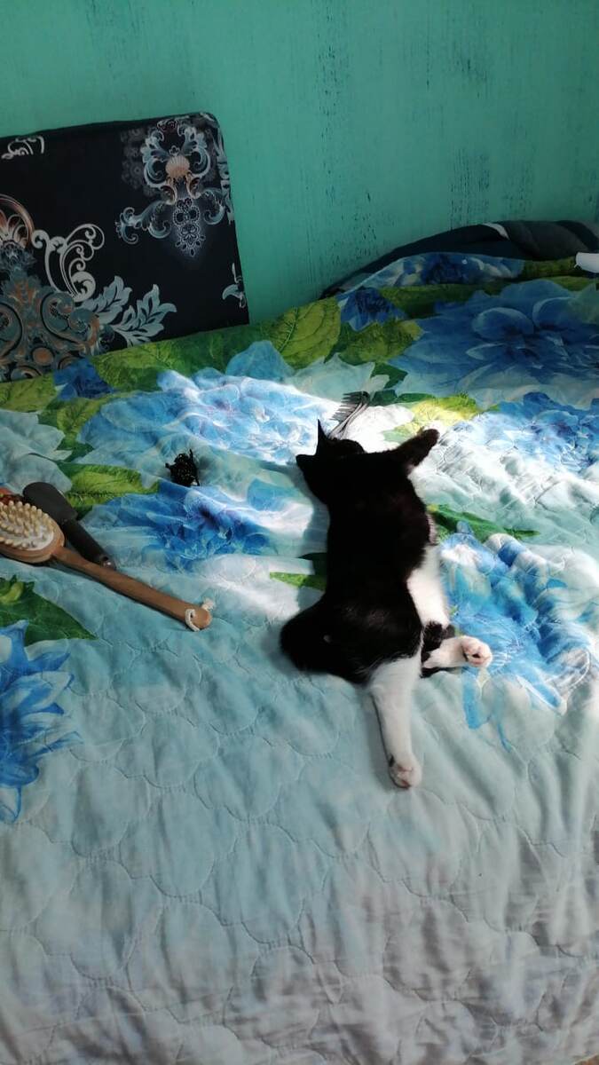 Кайса Ветерковна возлежать изволят)))