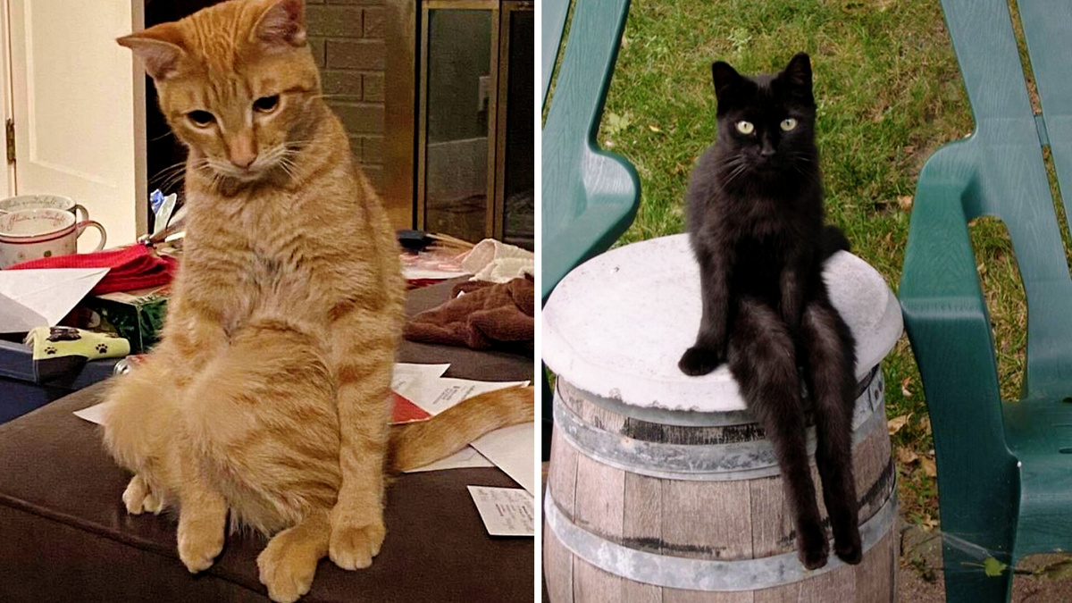 Уселся и сидит! ЕЩЕ фото --->>