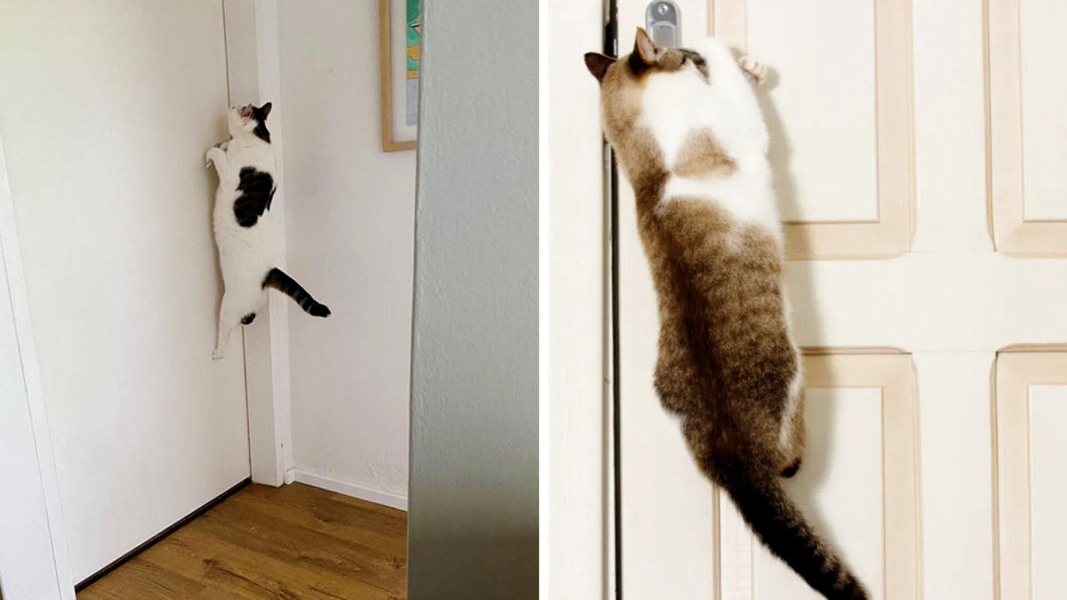 Как много вы знаете кошек умеющих обращаться с дверными ручками? ЕЩЕ ФОТО --->>