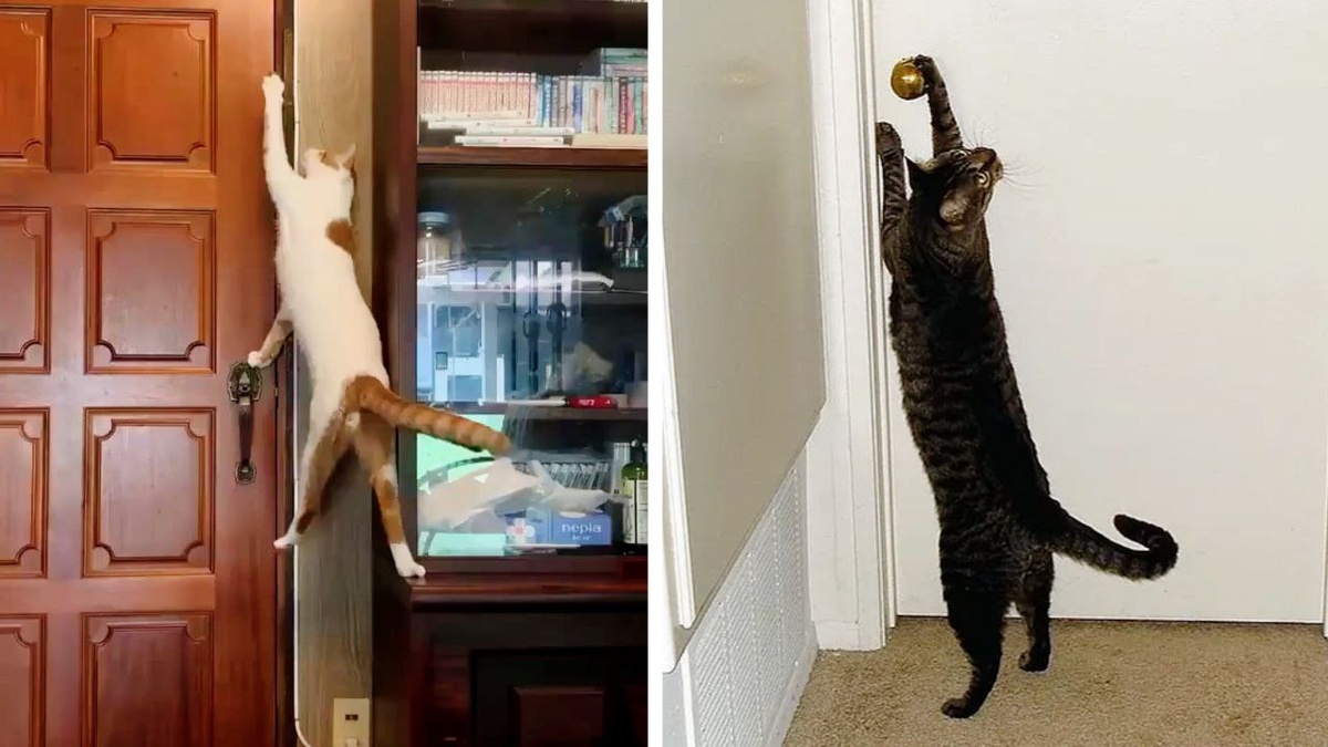 Вижу цель - не вижу препятствий!