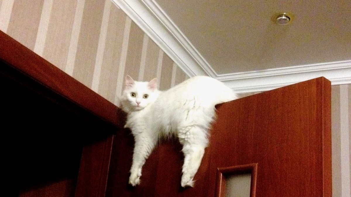 Забрался и лежит