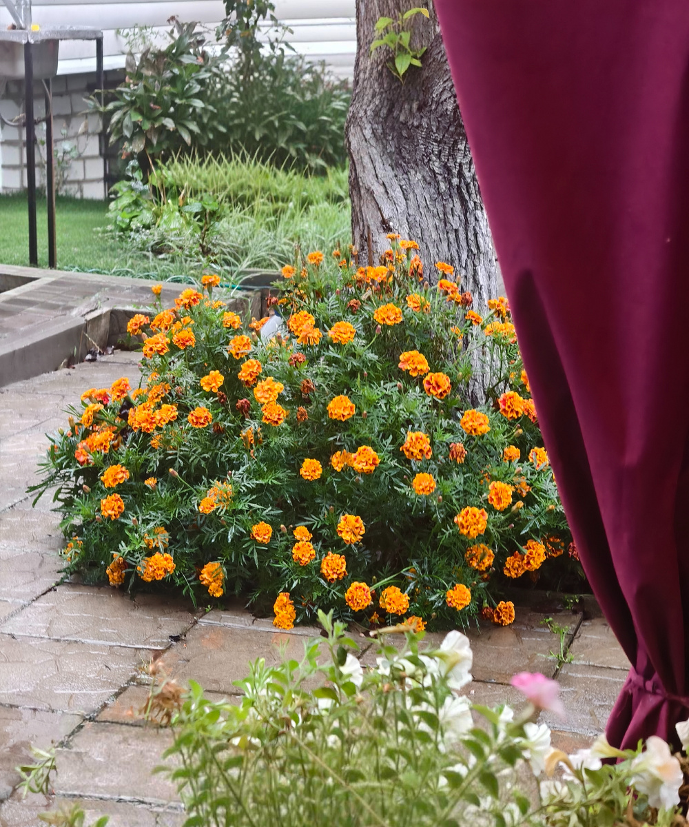 Тете Любин двор