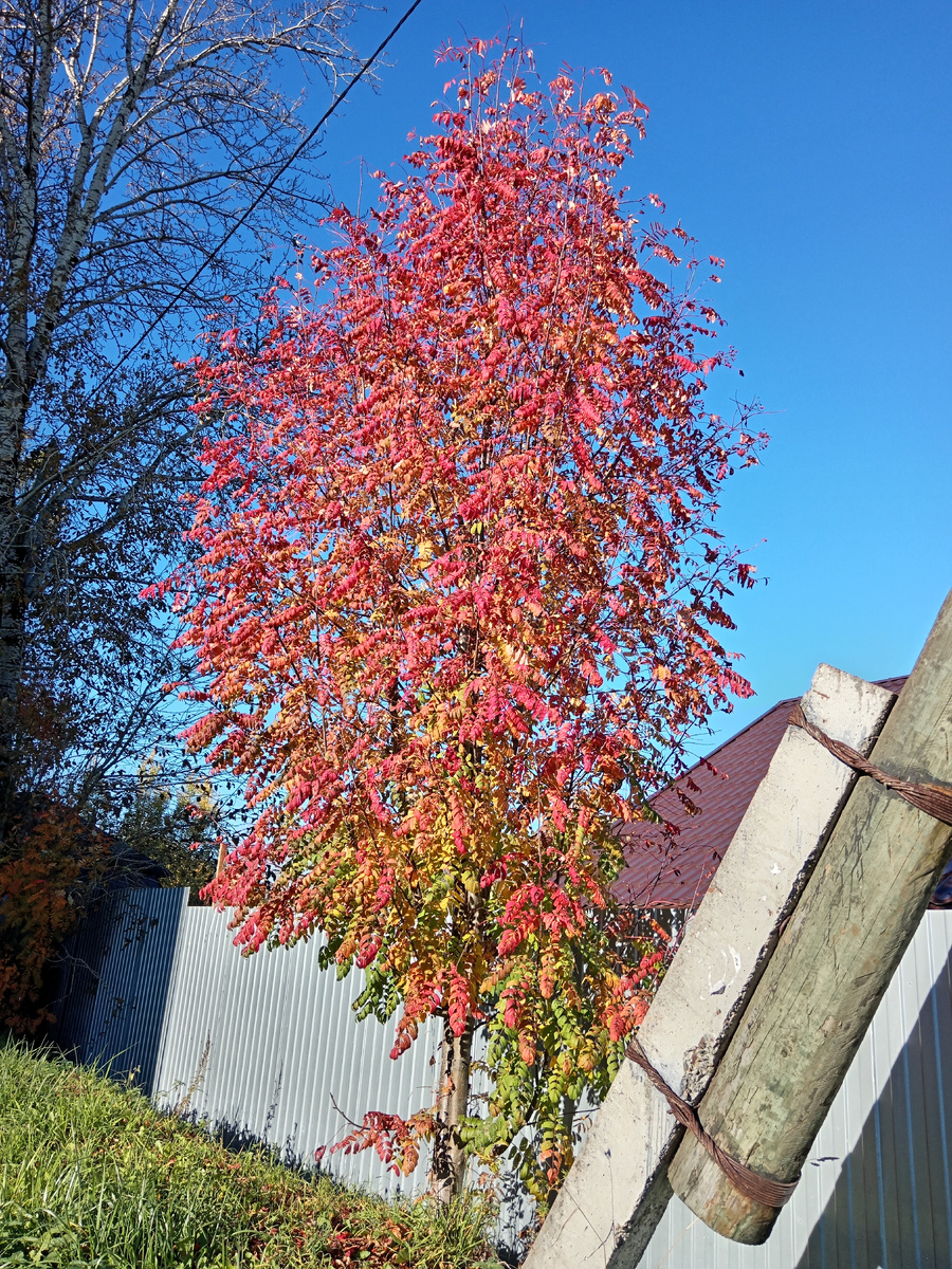 С этой рябины прошлой осенью собирали яголы. Варенья рябинового столько наварила. А в этом году ни одной ягодки. Нужно по другим рябинкам посмотреть...