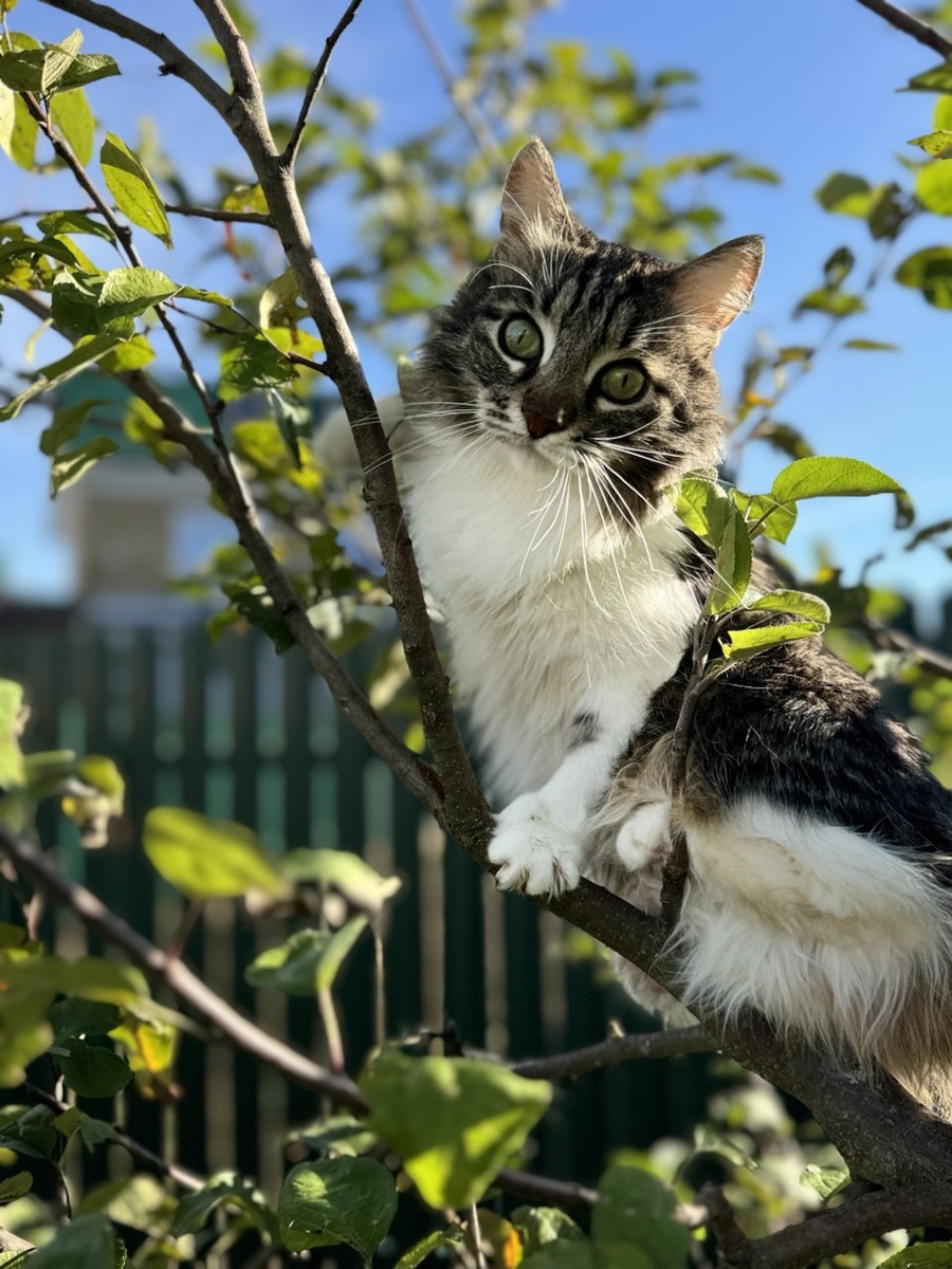 Принцесса Мася