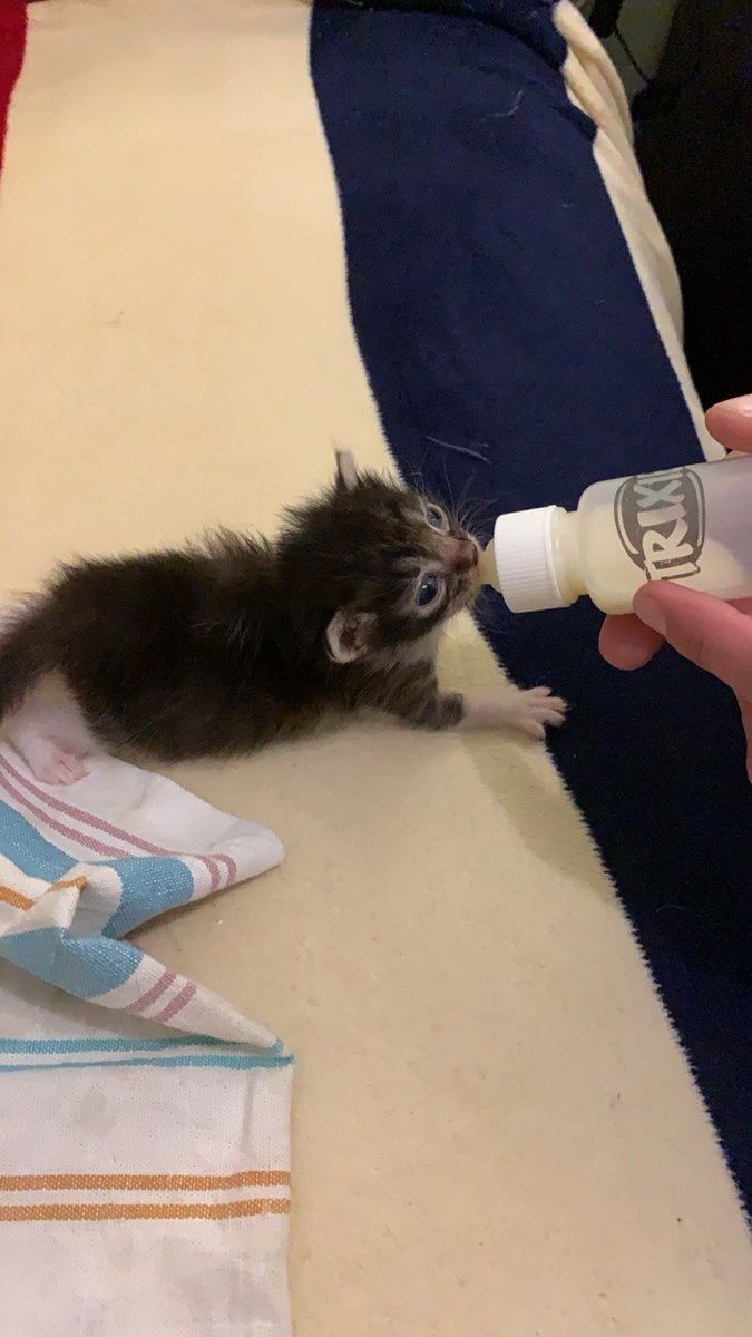 Кормление каждые 3 часа