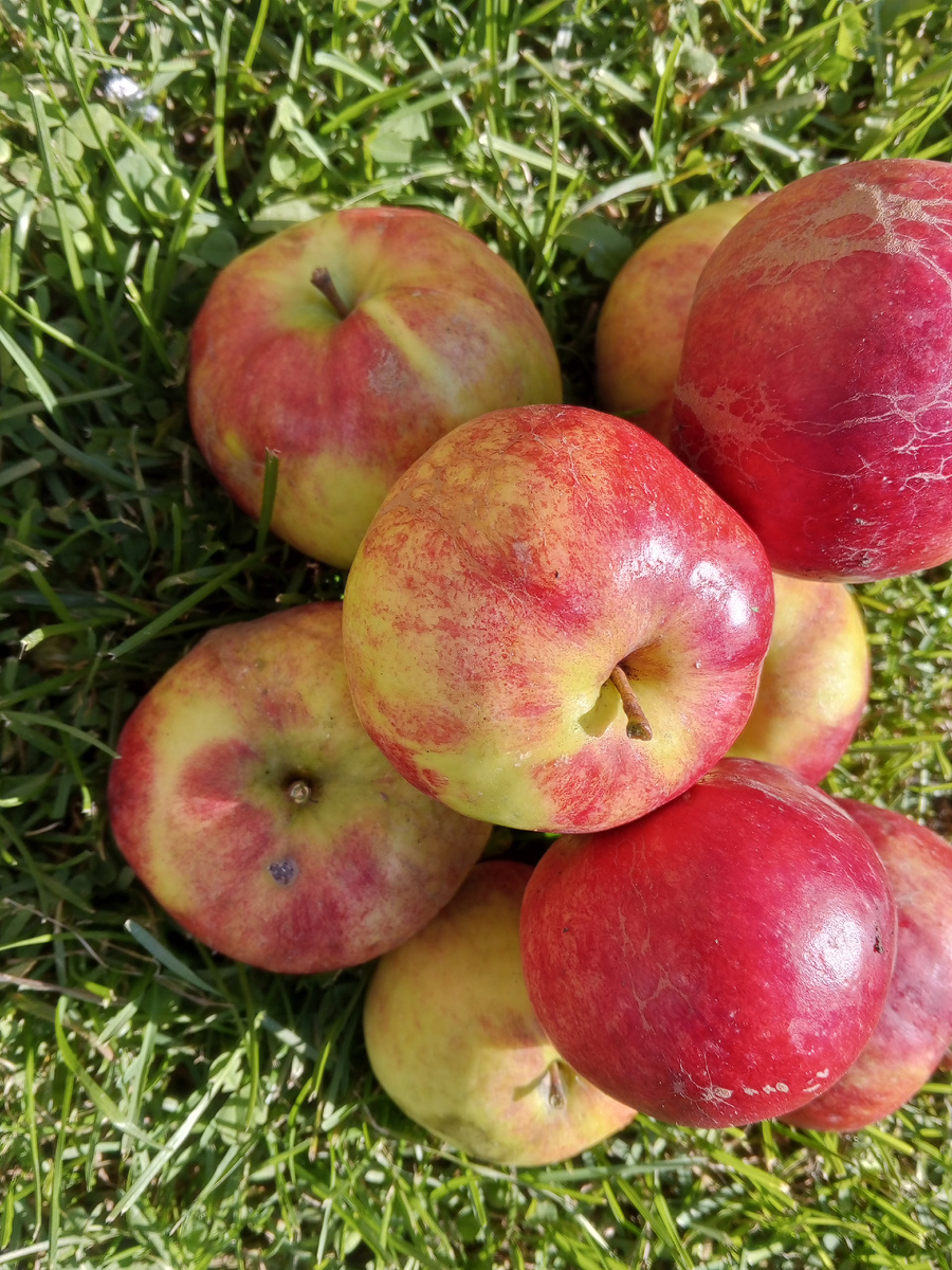 Урожай яблок в этом году