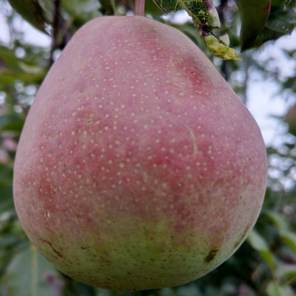 Груши огромные не успели дозреть....