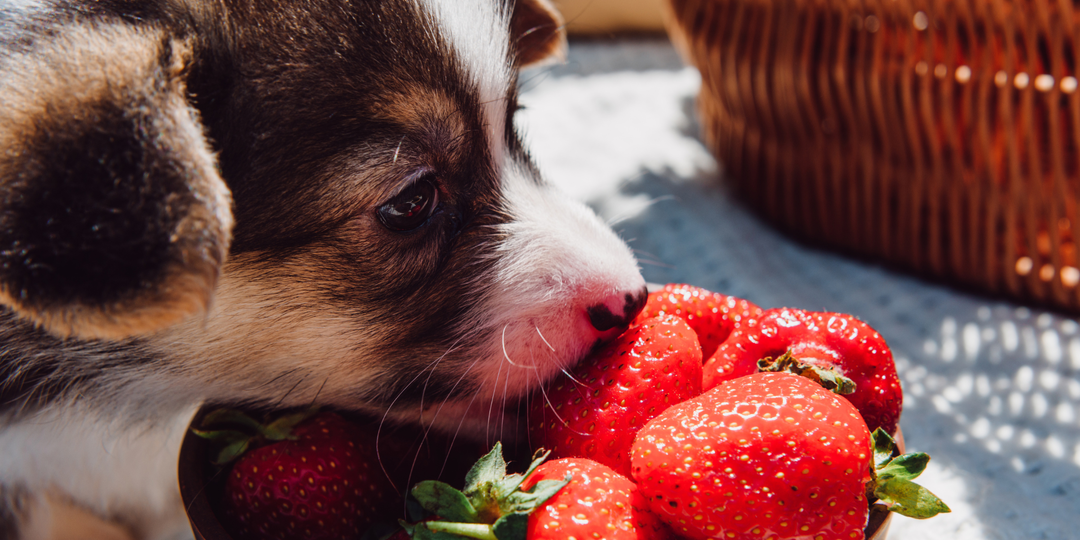 Почему щенок ест какашки