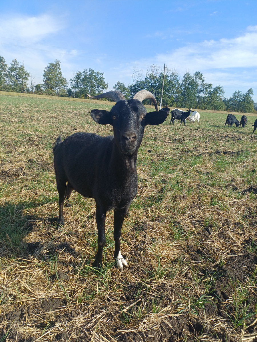 Прекрасная коза Тисея