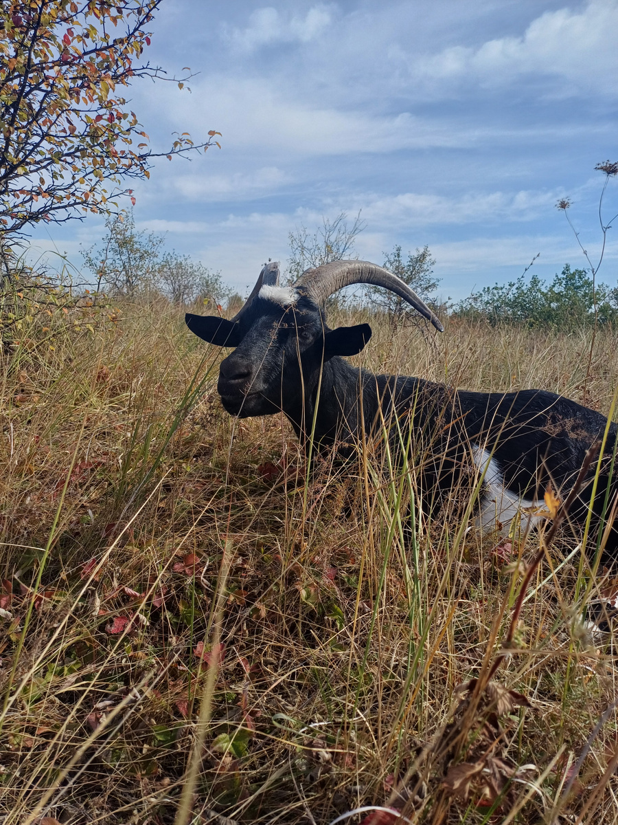Отдыхает на пастбище