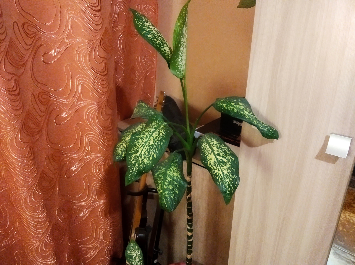 Моя диффенбахия