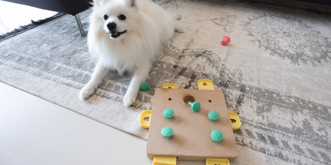 Какие игрушки должны быть у собаки