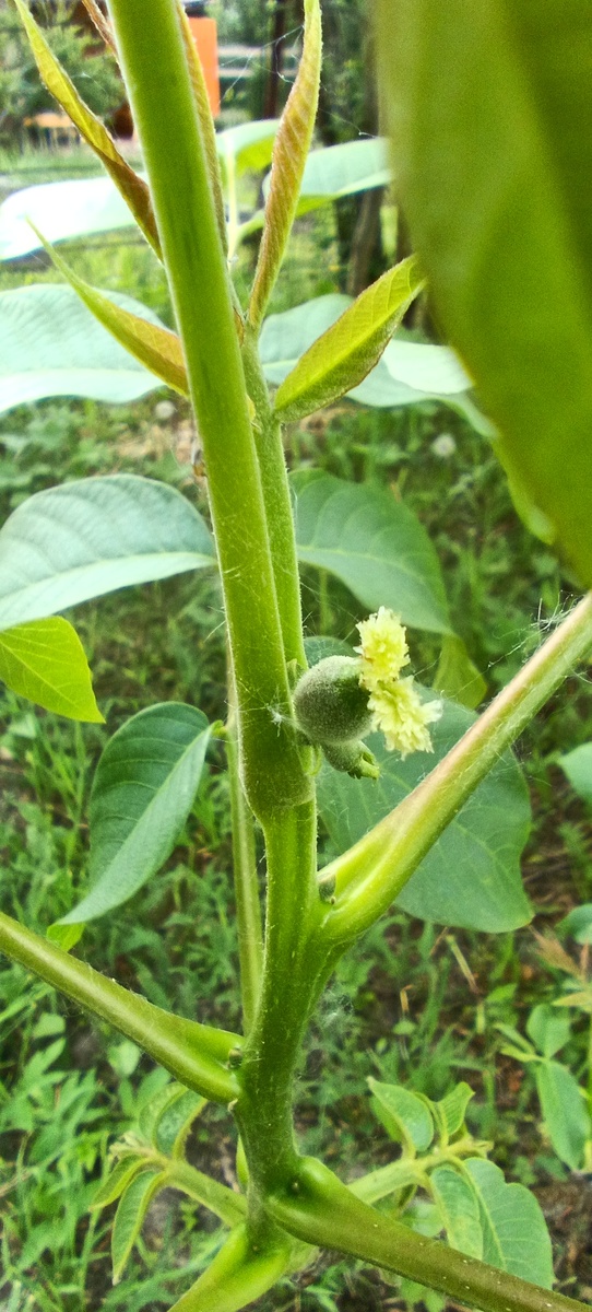 Фотография от 1 июня.