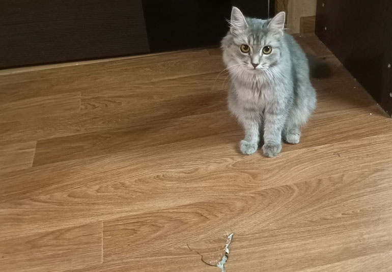 Кошачий звук, который будит абсолютно всех хозяев
