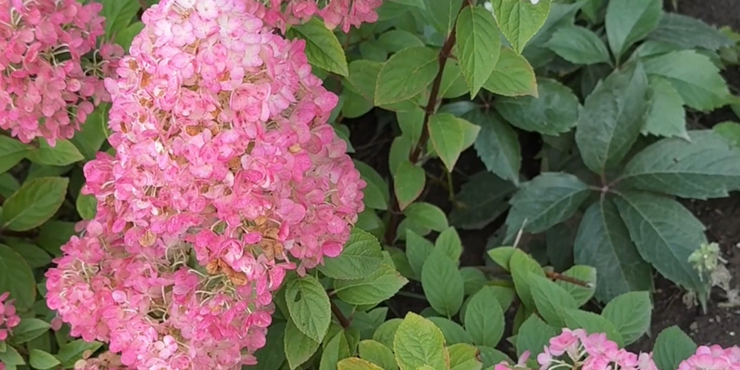 Не сажайте гортензию на своих огородах