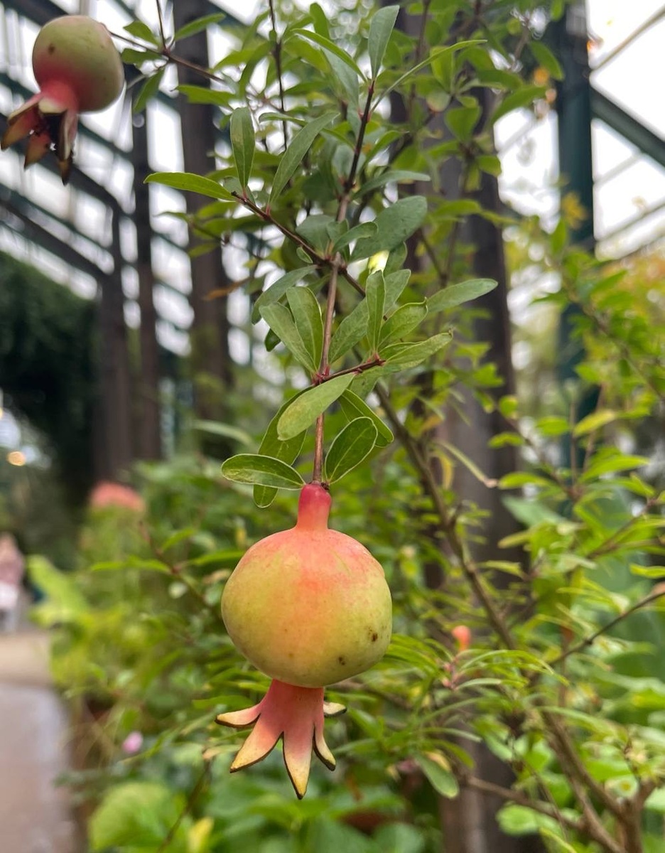 В субтропической оранжерее много растений с плодами, цветет вариегатный гибискус, наливаются цитрусы. Надеюсь, когда-нибудь мой карликовый гранат тоже даст урожай, а лимоны будут также «колоситься»