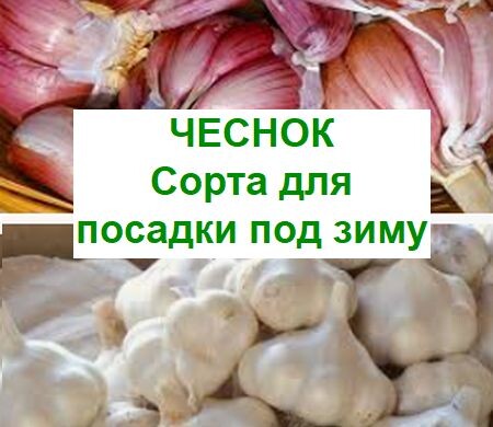 сорта чеснока для посадки под зиму