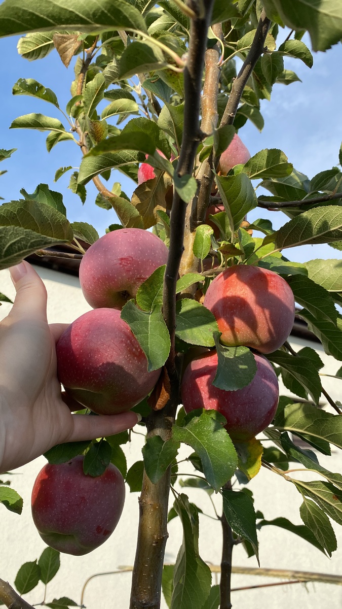 Осенние яблоки в моём саду.