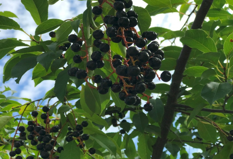 Слива с реки По. Фотография Якуцени С.П. ©