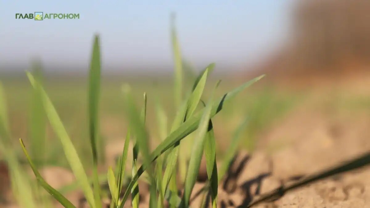 Фото:© Дарья Рева / Glavagronom.ru
Один из самых сложных сценариев для агрономов и фермеров – необходимость применения химических средств защиты растений в то время, когда растения одновременно испытывают значительный абиотический стресс