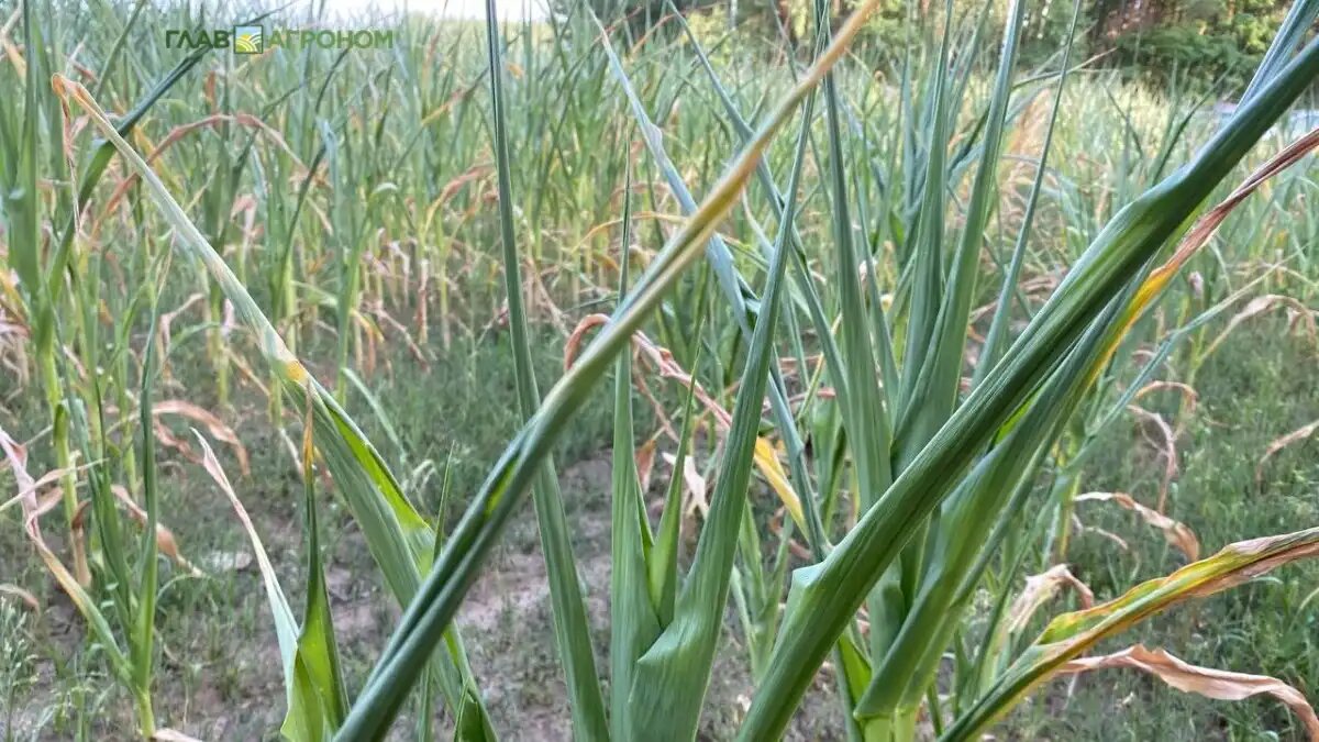 Фото:© Владимир Исаенко / Glavagronom.ru
Посевы кукурузы в условиях засухи