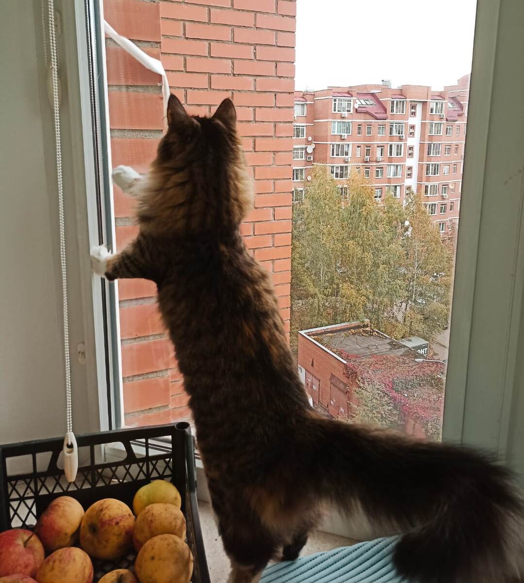 Вождь на охоте!)) 